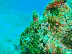 恩納村　オオモンカエルアンコウ