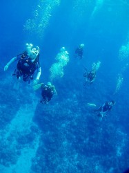 慶良間ダイビング