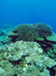 慶良間　百合が浜