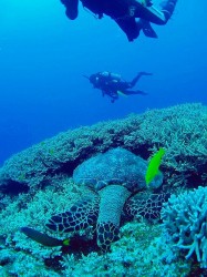 慶良間ダイビング