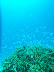 デバスズメダイ デバスズメダイ