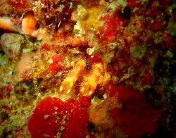 e382a2e3838ae383a2e383aae38381e383a5e382a6