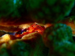 眉毛のあるエビ。好きなんだよなぁ