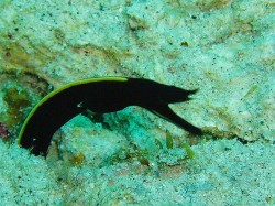 ハナヒゲウツボの幼魚