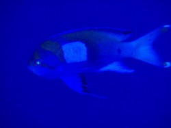 サロンパスことスミレナガハナダイ サロンパスことスミレナガハナダイ