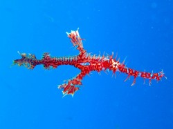 ニシキフウライウオ ニシキフウライウオ