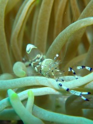 イソギンチャクによくいます。クマノミばかりに夢中にならずに、探してみて下さいね♪