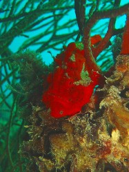 僕はもういないと思って潜っていました。しかーし、他のチームが見ています・・・あら、いたのね～♪