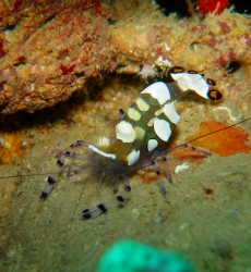 ずっといてくれています。どこのポイントで見るよりのデカイ！！と思うのは気のせいでしょうか・・・