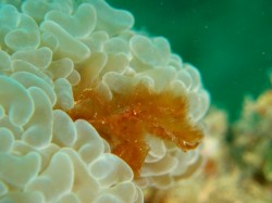 本当にオランウータンみたいです♪彼らはお気に入りのサンゴがあるようです。