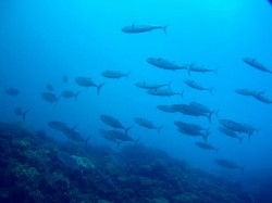 外洋をブン流してきました～！！　と思ってしまうようなイソマグロの大群と遭遇♪ビックリしてシャッターのタイミング逃しています・・・