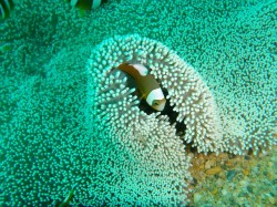 イソギンチャクをクマノミに占領されかけて隠れているトウアカ君・・・
