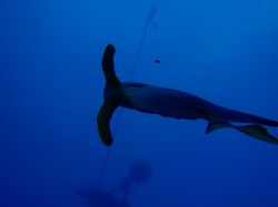 ハンマーヘッドシャーク！？