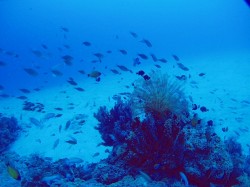 アザハタの根 アザハタの根