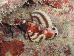 ヒレボシミノカサゴ ヒレボシミノカサゴ