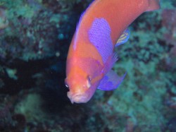 スミレナガハナダイ スミレナガハナダイ