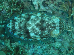 コブシメ 真上から コブシメ 真上から