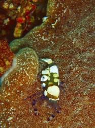 ここのコはとにかくデカイんです！！