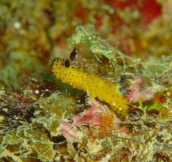 ゴマフビロウドウミウシ