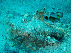 最初の写真の答え ヒメオニオコゼ 最初の写真の答え ヒメオニオコゼ