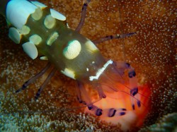 イソギンチャクエビ イソギンチャクエビ