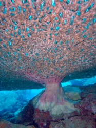 テーブルサンゴを下から見上げてみました♪ テーブルサンゴを下から見上げてみました♪