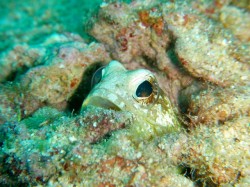 今日は機嫌が良かったのか、かなり寄らせてくれました♪ 今日は機嫌が良かったのか、かなり寄らせてくれました♪