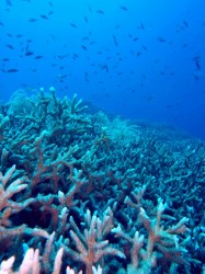 エダサンゴの群生もとても綺麗でしたーー♪ エダサンゴの群生もとても綺麗でしたーー♪