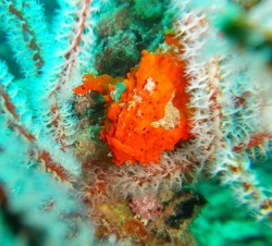 クマドリカエルアンコウ