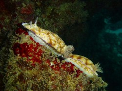 ウミウシの連結列車を発見。3匹とか2匹以上連なっている事も・・・