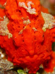 ドアップ上の方のエスカがわかります？？？