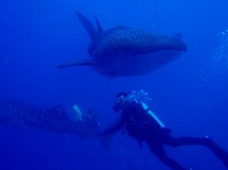 091020e382b8e383b3e38399e382a8-1 091020e382b8e383b3e38399e382a8-1