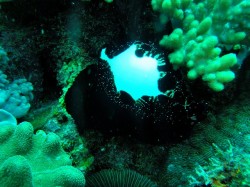 外は黒いけど 中はキレイな白! 091020w-1