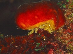 カイカムリの仲間　アフロヘアーでちょこちょこ歩く姿がとても可愛いのです。会いたかったので嬉しかったですね♪