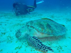 ゴリラチョップでアオウミガメ！！おっとコバンザメもいますね～♪