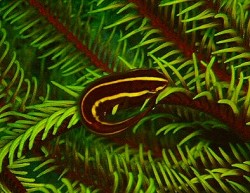 ウミシダには色々な生き物が潜んでいます。