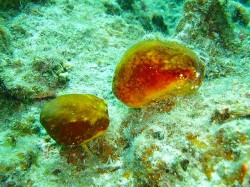 ペアでいてくれたカイカムリの仲間　コロコロ可愛いですよ～。Ｔさんが久々に写真に夢中になっていました♪