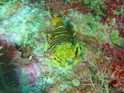 ヨコシマエビは不思議な模様ですね。いたところでは、擬態には見えないので、なんの為なのでしょうか・・・？