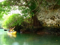 ターザンできそうな木のつる! ターザンできそうな木のつる!