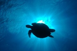 アオウミガメ　（慶良間　タマナーファーム）