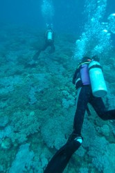 サンゴを傷つけないように中世浮力をマスターしよう