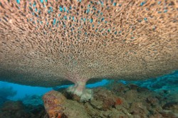 テーブルサンゴの下はこんな感じ