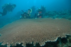 嘉手納沖の巨大なテーブルサンゴ