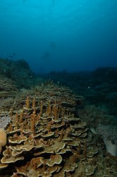 嘉手納沖のパラオハマサンゴ