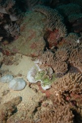 嘉手納沖のサンゴもオニヒトデに襲われてるのか