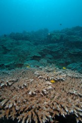 嘉手納沖のサンゴ