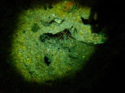 穴にひそむイセエビ　（神山島　ラビリンス）