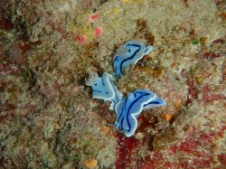 ミゾレウミウシが三匹も！