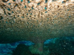 下からのぞくと・・・　上が透けて見えます☆　（嘉手納マリーナ沖）