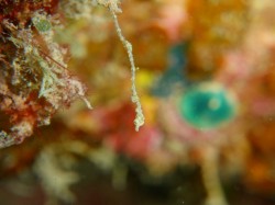 ピグミーシードラゴン！顔がしたのほうになっているの分かりますか？